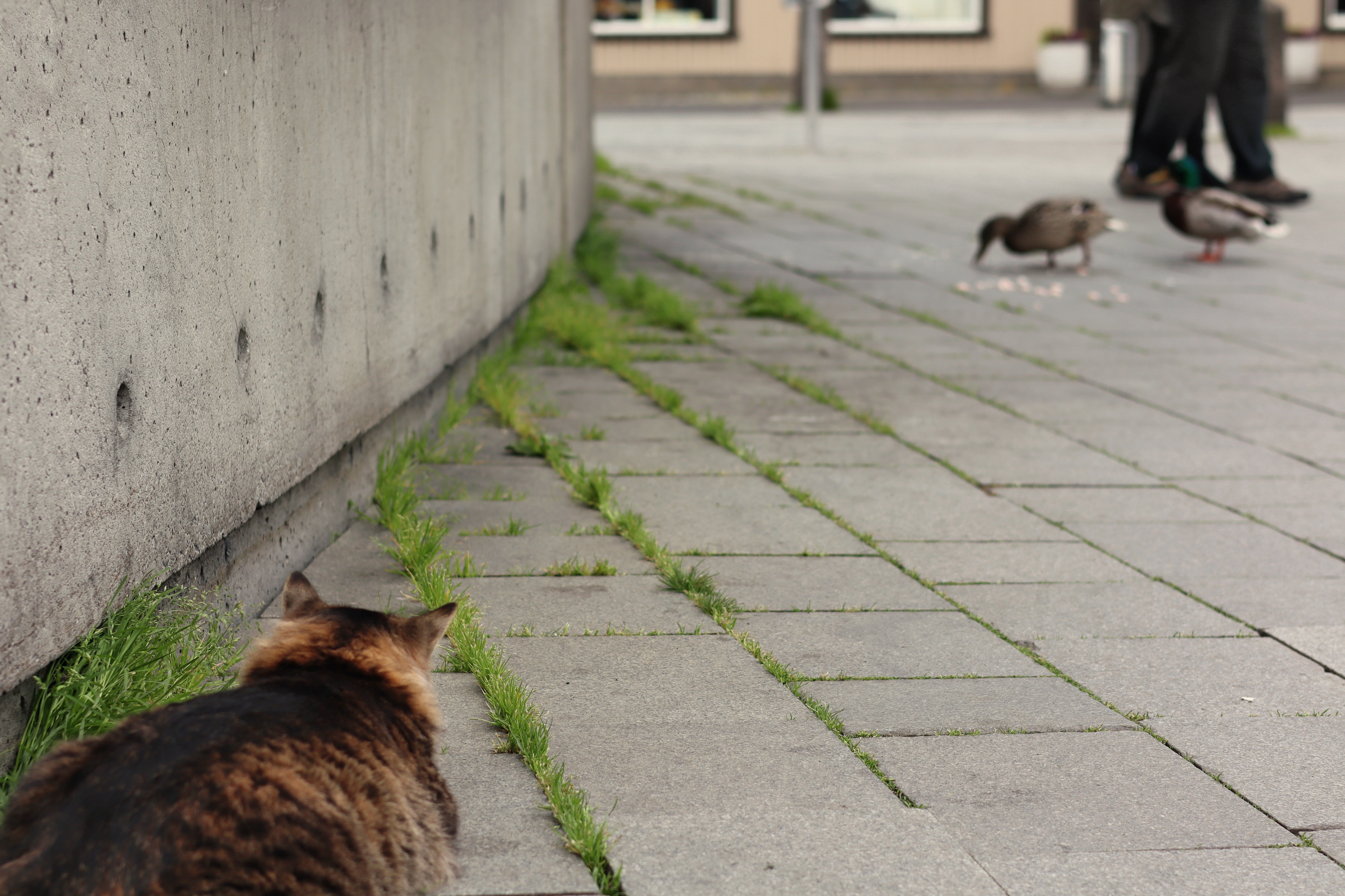 SEEDS 034. Photography & Midnight Sun in Reykjavík